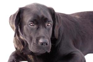 labrador cane da riporto cane isolato su un' bianca sfondo. nero labrador cucciolo. animale, animale domestico. foto
