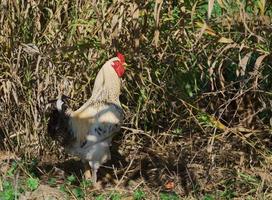 galletto su un' polo sembra a il telecamera. Gallo su il sfondo di un' Limone albero nel il azienda agricola, gratuito pascolo animali e uccelli, agricoltura o eco azienda agricola idea foto