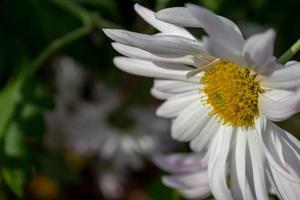 grande bianca crisantemo nel il giardino foto