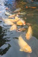 bellissimo koi pesce nel stagno nel il giardino, Pesci sotto acqua, carpa pesce foto