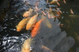 bellissimo koi pesce nel stagno nel il giardino, Pesci sotto acqua, carpa pesce foto