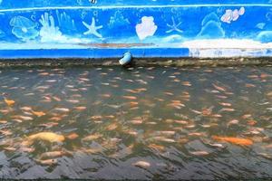 bellissimo koi pesce nel stagno nel il giardino foto