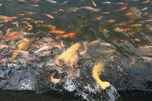 bellissimo koi pesce nel stagno nel il giardino, Pesci sotto acqua, carpa pesce foto