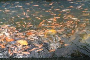 bellissimo koi pesce nel stagno nel il giardino, Pesci sotto acqua, carpa pesce foto