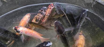 selezione di rosso Tilapia pesce o oreocromia nilotico per allevamento nel stagni. foto