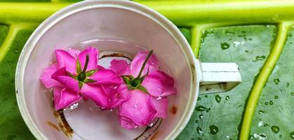 ritratto di rosa chinensis fiore nel un' bianca tazza con alocasia macrorrizo le foglie nel il sfondo foto