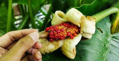 alocasia macrorrizo o gigante taro fiore fioriture nel il giardino, anche il dimensione di il fiore è il dimensione di un di adulto cazzotto foto