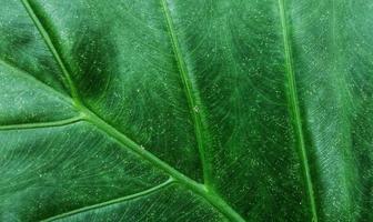 un' gigante taro foglia motivo con il latino nome alocasia macrorrizo, è comunemente Usato per naturale sfondi su smartphone foto