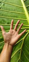 ritratto gigante taro o alocasia macrorrizo le foglie quello siamo più grandi di un di adulto mano foto