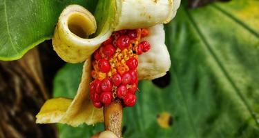 alocasia macrorrizo o gigante taro fiore fioritura nel il giardino foto