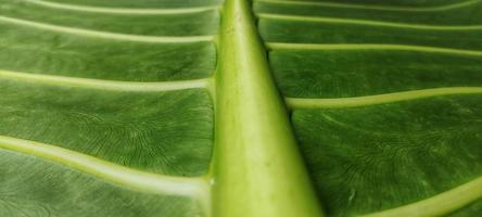 un' gigante taro foglia motivo con il latino nome alocasia macrorrizo, è comunemente Usato per naturale sfondi su smartphone foto