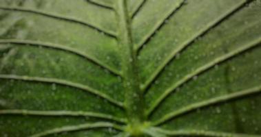 un' ritratto di acqua rugiada su il le foglie di alocasia macrorrizo o un' gigante taro pianta, adatto come un' naturale sfondo foto