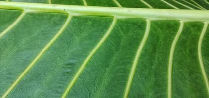 un' gigante taro foglia motivo con il latino nome alocasia macrorrizo, è comunemente Usato per naturale sfondi su smartphone foto