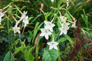 persiano tabacco nicotiana alata bianca fioritura pianta in crescita nel il giardino foto