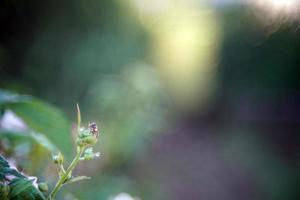 ape raccolta polline a partire dal fiori foto
