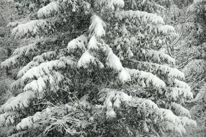 neve tempesta su italiano Alpi foto