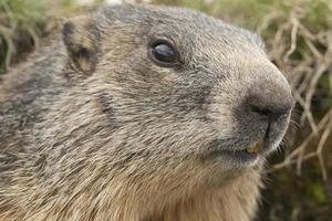 marmotta vicino su foto