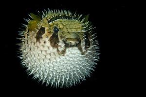 gonfiato porcospino puffer palla pesce isolato su nero foto