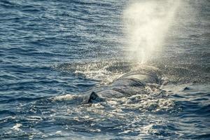 sperma balena su mare superficie vicino su ritratto respirazione foto