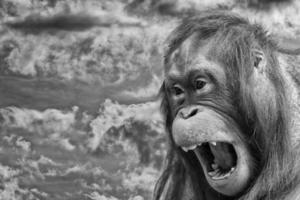 orangutan scimmia vicino su ritratto guardare a voi foto