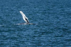 gobba balena nel capo merluzzo balena Guardando mentre sbattimento pinna foto