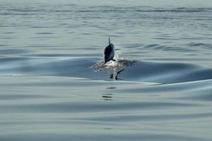 a strisce delfini mentre salto nel il in profondità blu mare foto