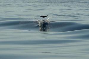 a strisce delfini mentre salto nel il in profondità blu mare foto