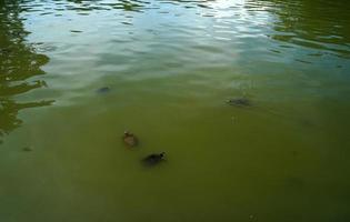 nuovo York centrale parco tartarughe di il lago foto