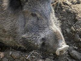 suino febbre selvaggio cinghiale nel Genova cittadina bisagno fiume urbano natura foto