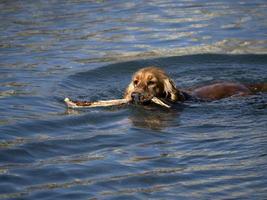 contento cane cocker spaniel giocando a il spiaggia foto