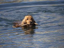 contento cane cocker spaniel giocando a il spiaggia foto