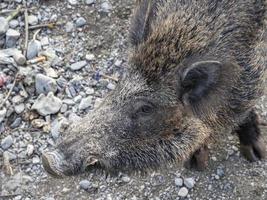 suino febbre selvaggio cinghiale nel Genova cittadina bisagno fiume urbano natura foto