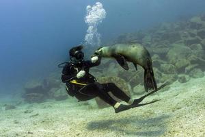 mare Leone foca sembra per attacco un' tuffatore subacqueo foto