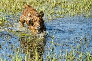 cane cucciolo cocker spaniel giocando nel il acqua foto