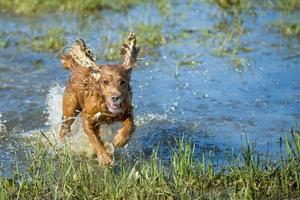 cucciolo cocker spaniel giocando in acqua foto