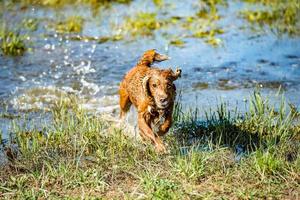 cucciolo giovane cane inglese cocker spaniel mentre in esecuzione nel il acqua foto