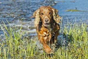 cane cucciolo cocker spaniel giocando nel il acqua foto