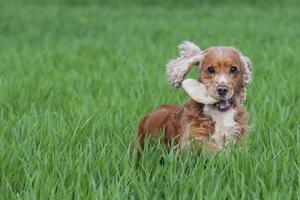 inglese cocker spaniel cane salto nel verde erba foto