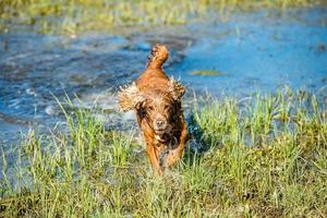 cucciolo giovane cane inglese cocker spaniel mentre in esecuzione nel il acqua foto