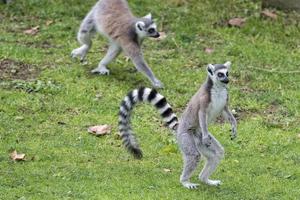 lemure scimmia nel il zoo foto