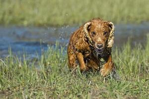 felice cocker spaniel inglese mentre gioca nel fiume foto