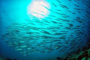 Barracuda scuola di pesce esca palla foto