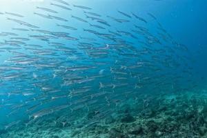 Barracuda scuola di pesce vicino su nel il in profondità blu mare foto
