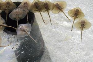 neonato aquila macchiato raggio nel acquario foto