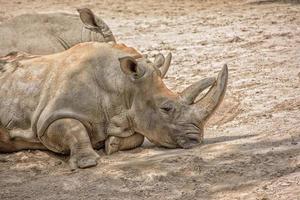 ritratto di rinoceronte bianco africano mentre vi rilassate foto