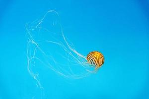 acquario Medusa nel il in profondità blu foto