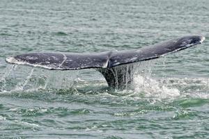 grigio balena coda andando giù nel Pacifico oceano foto