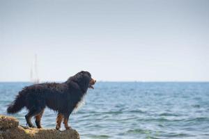 un montagna cane mentre guardare a il mare a partire dal un' roccia foto