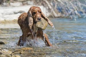 isolato inglese cocker spaniel mentre Tenere un' pietra vicino fiume foto