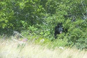 un' nero orso nascondiglio foto